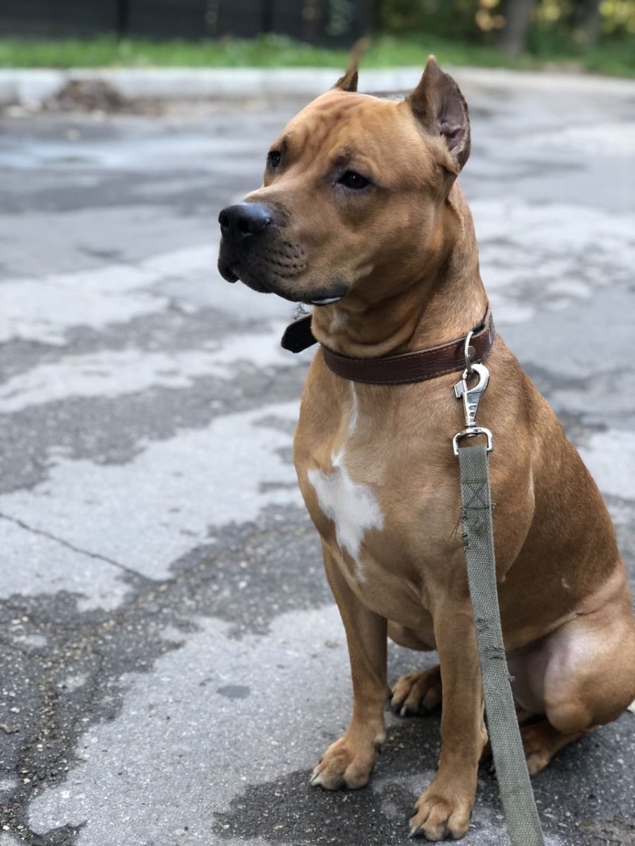 Стаффордширский терьер метис