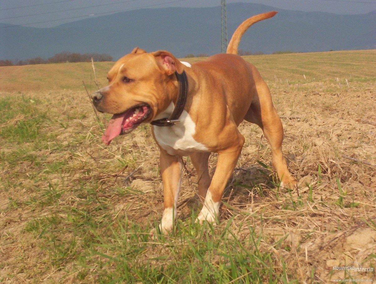 Американский питбультерьер стафф терьер