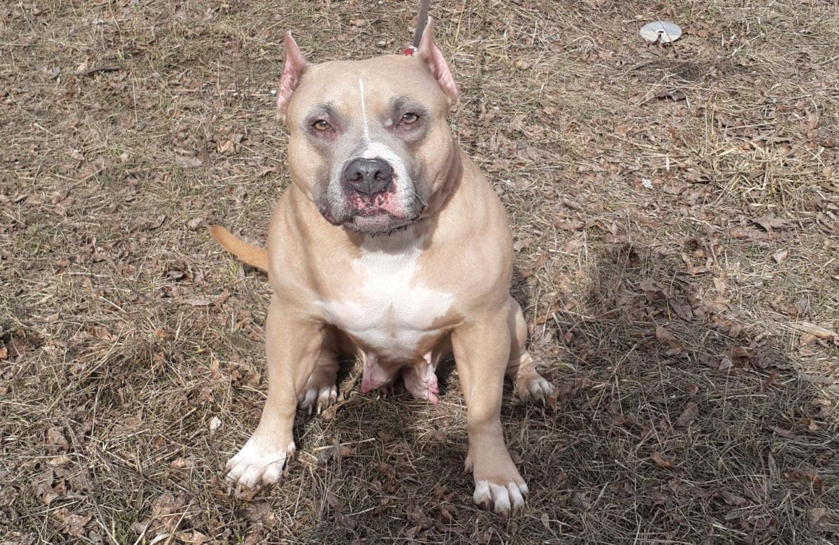 Стаффордширский терьер смесь с питбулем