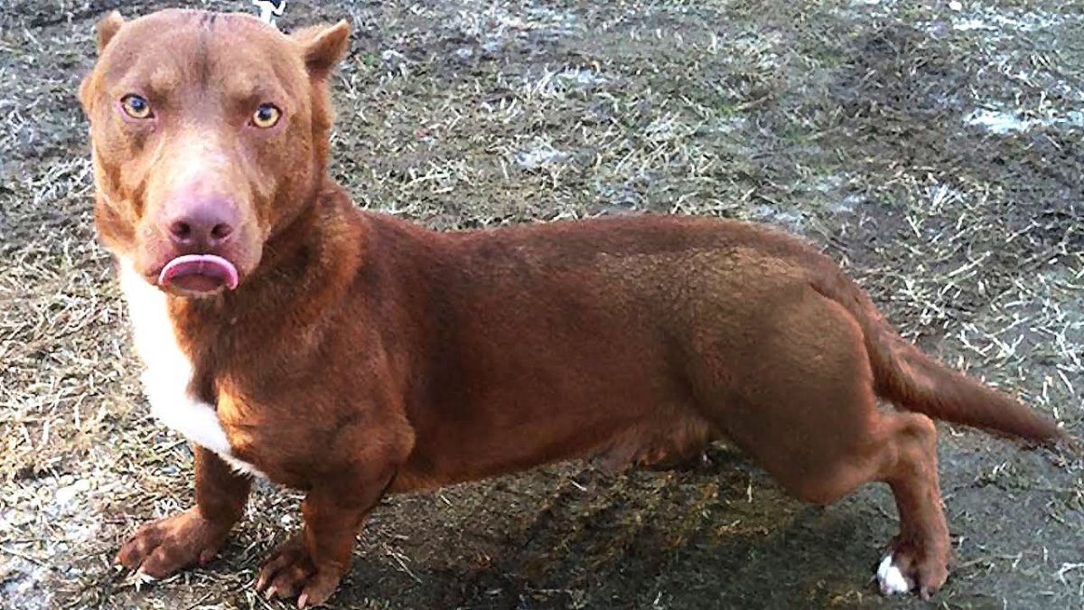 Питбуль и такса помесь