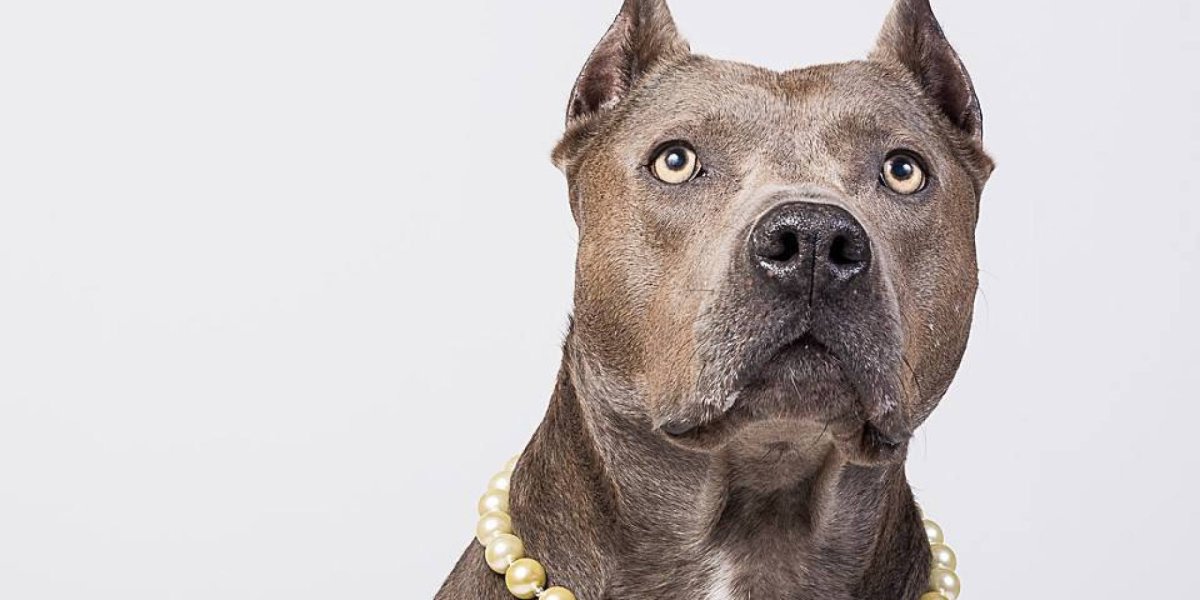 Pitbull artist в виде пса