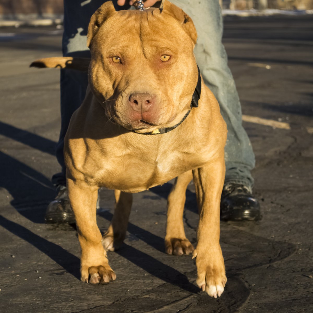 Американский бандог терьер