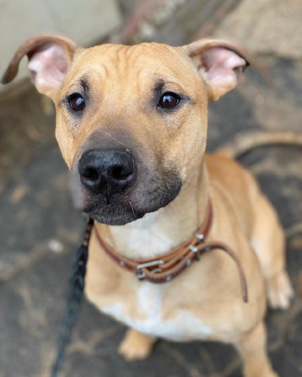 Амстафф булли