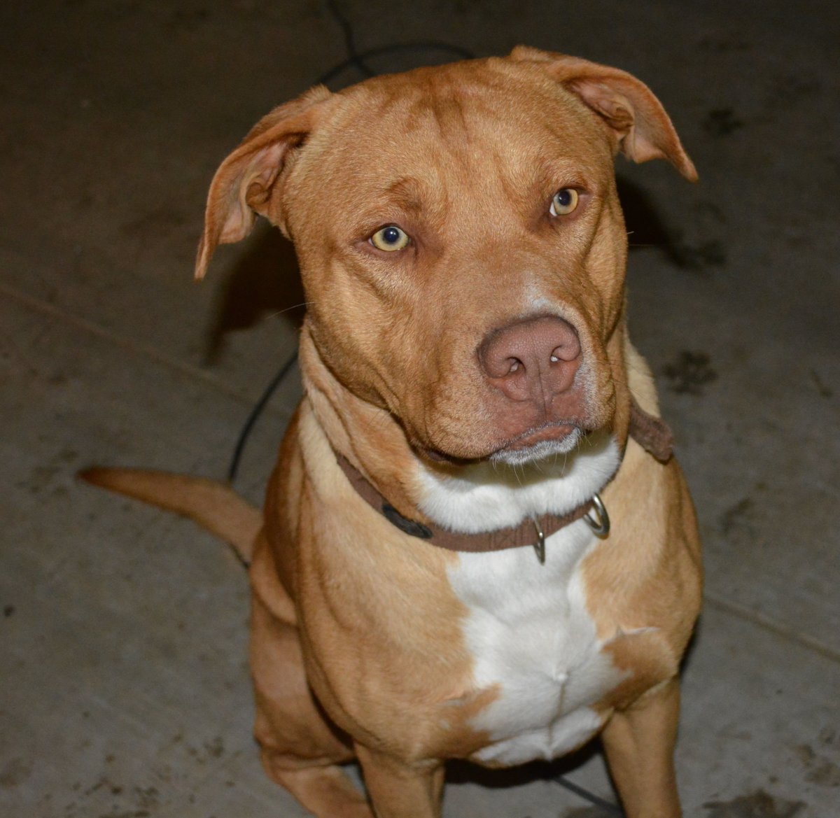 Стаффордширский терьер метис