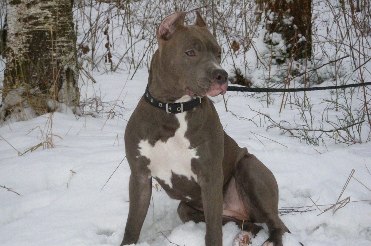 Американский стаффордширский терьер зимой