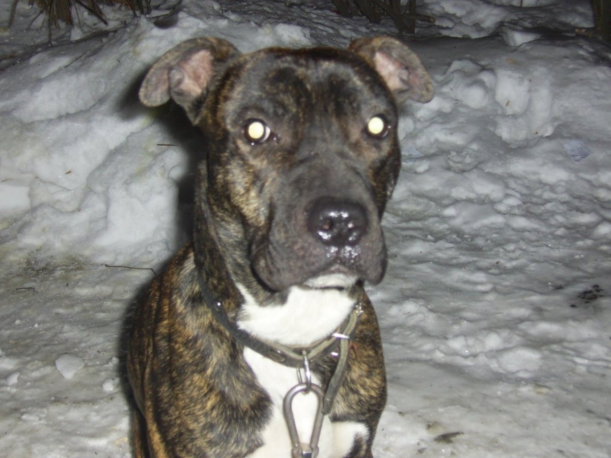 Питбуль метис дворняги