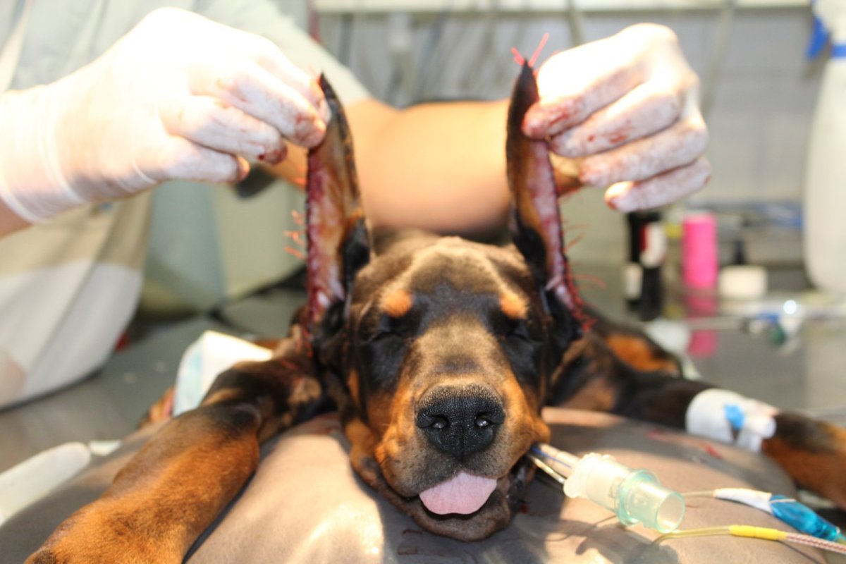 Королевский Доберман