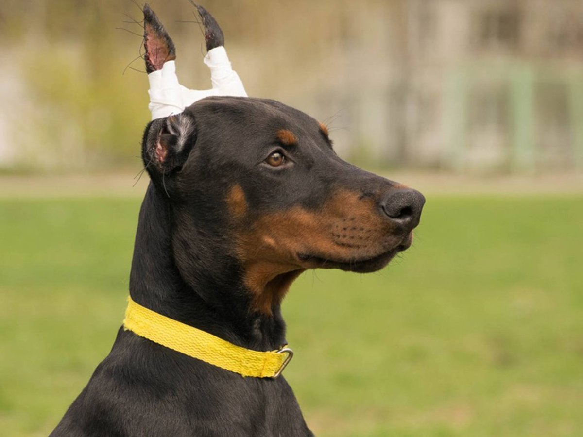 Доберман не копированый