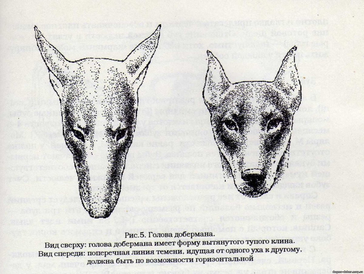 Доберман голова