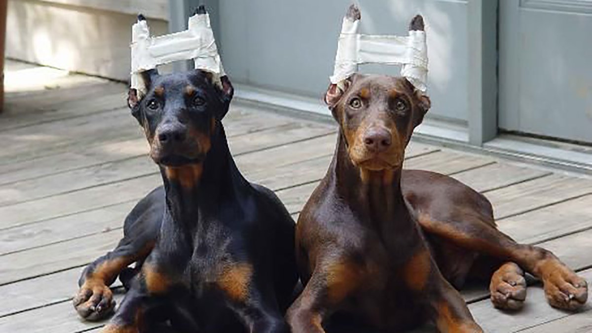 Формы купированных ушей