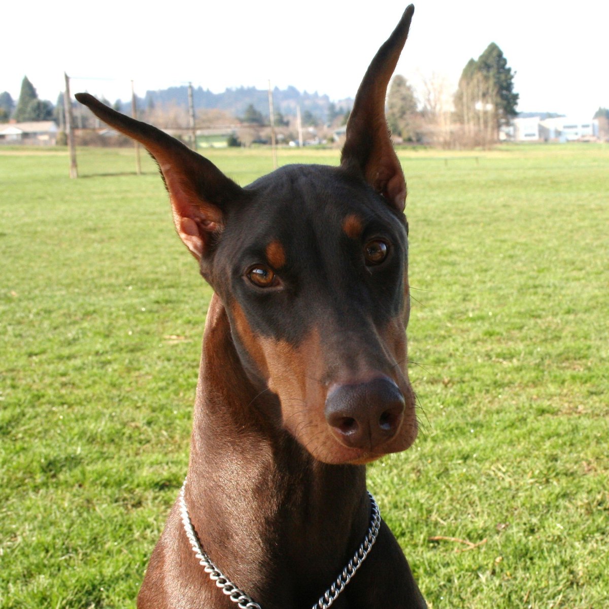 Форма купирования ушей у добермана