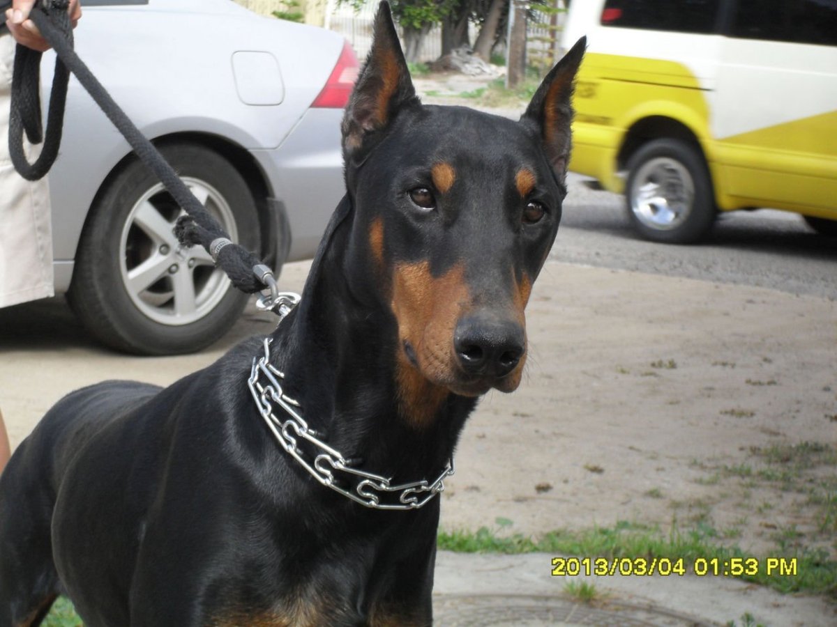 Доберман Эстетика