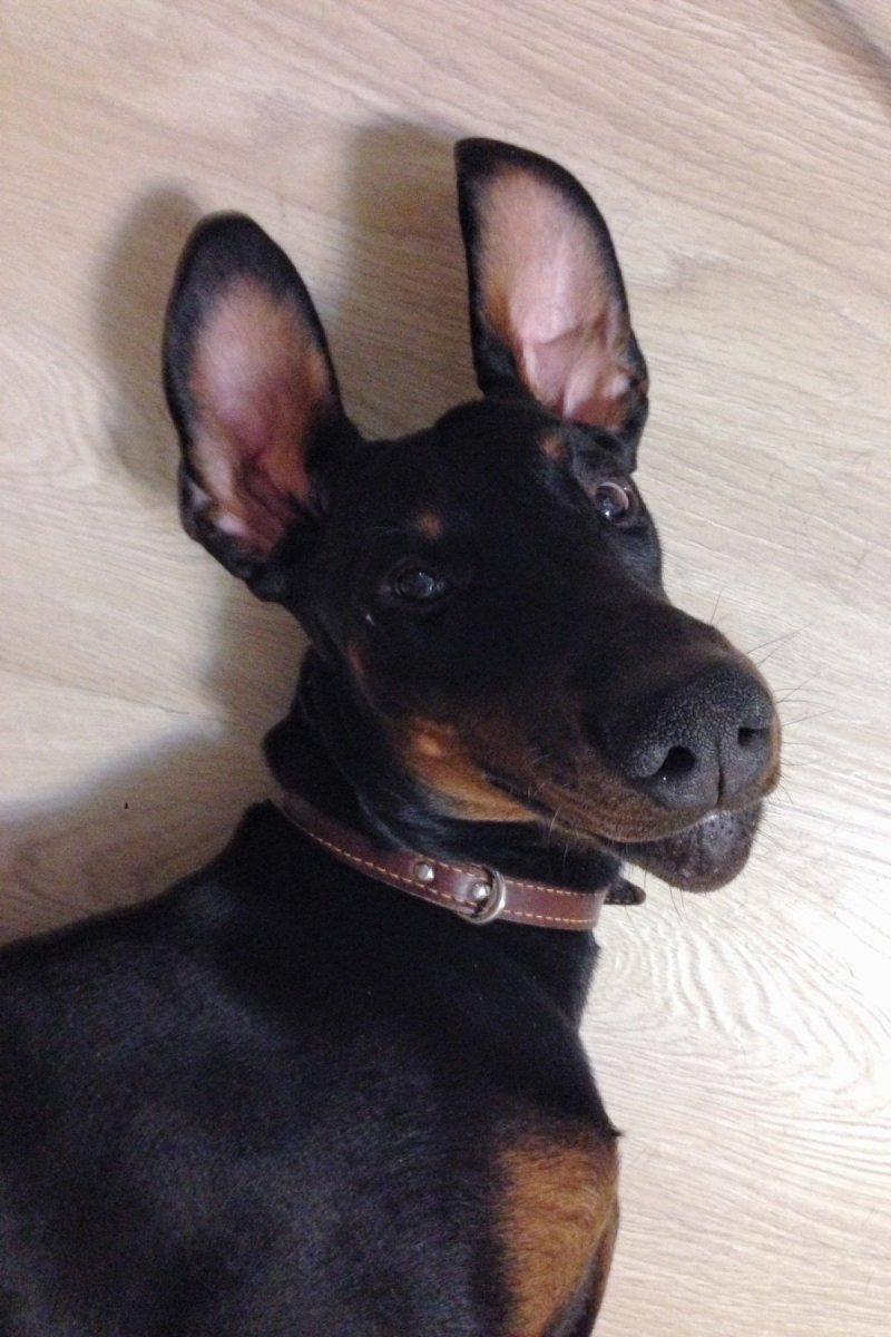 Доберман с короной