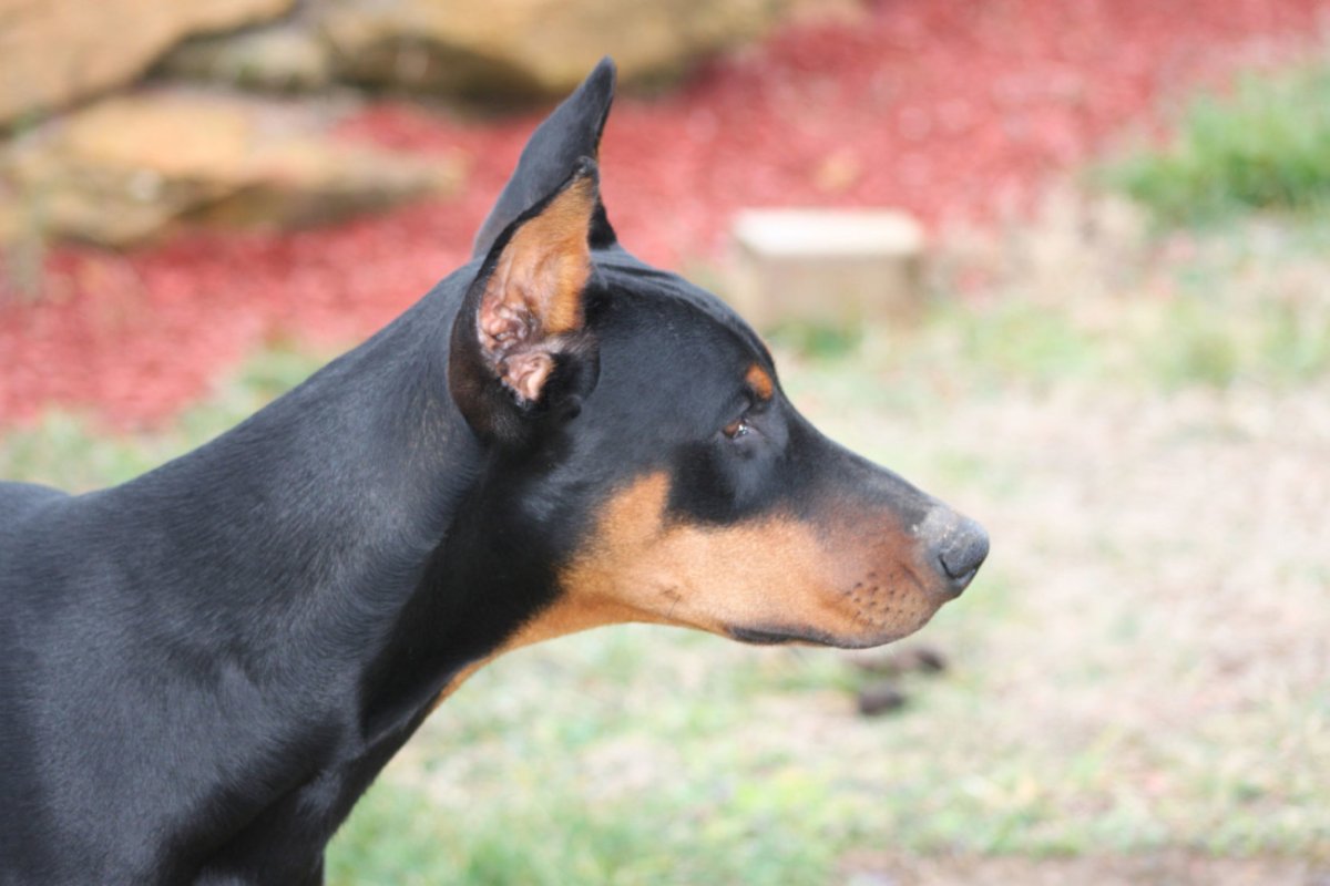 Доберман и ретривер