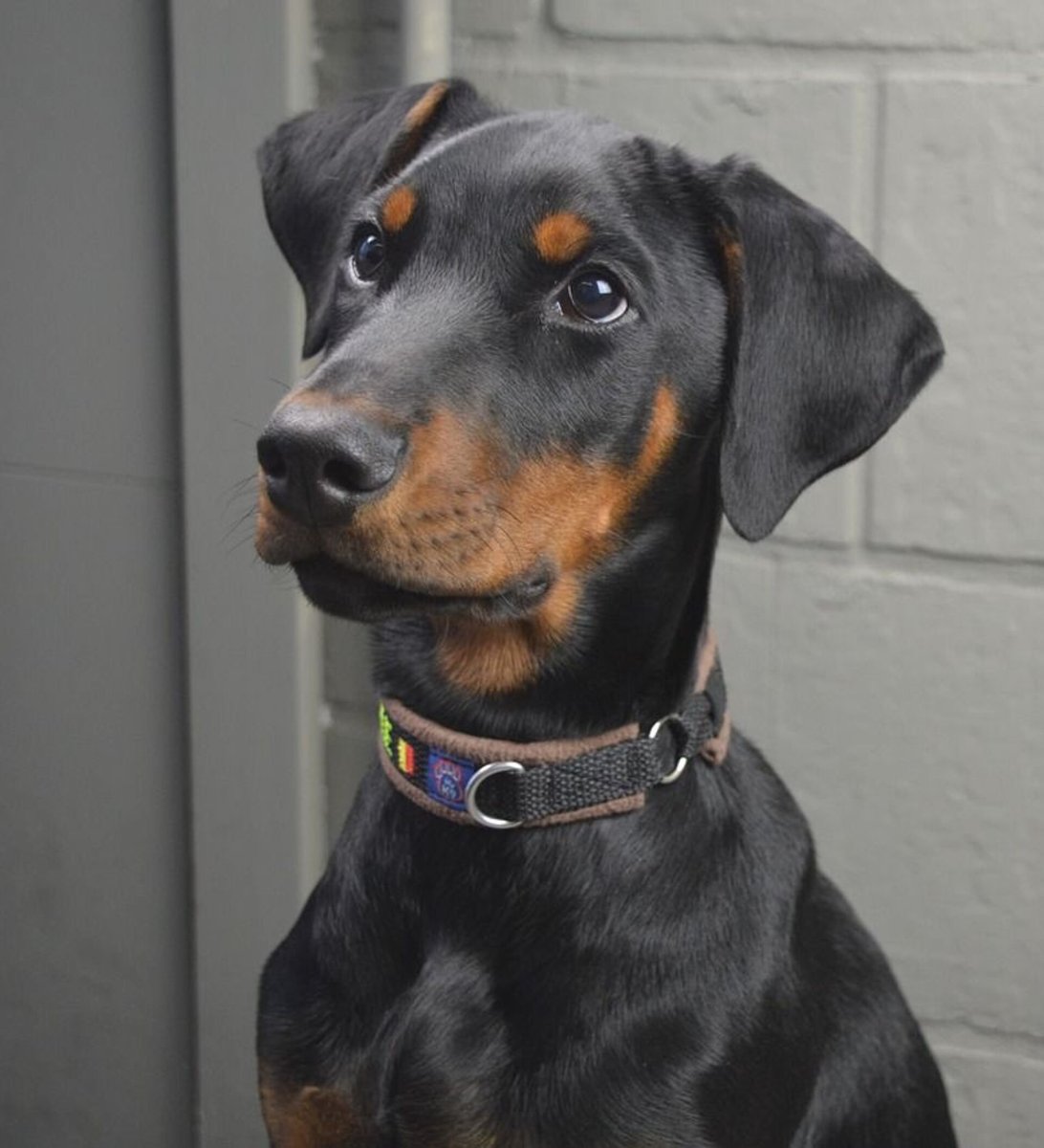 Доберман портрет