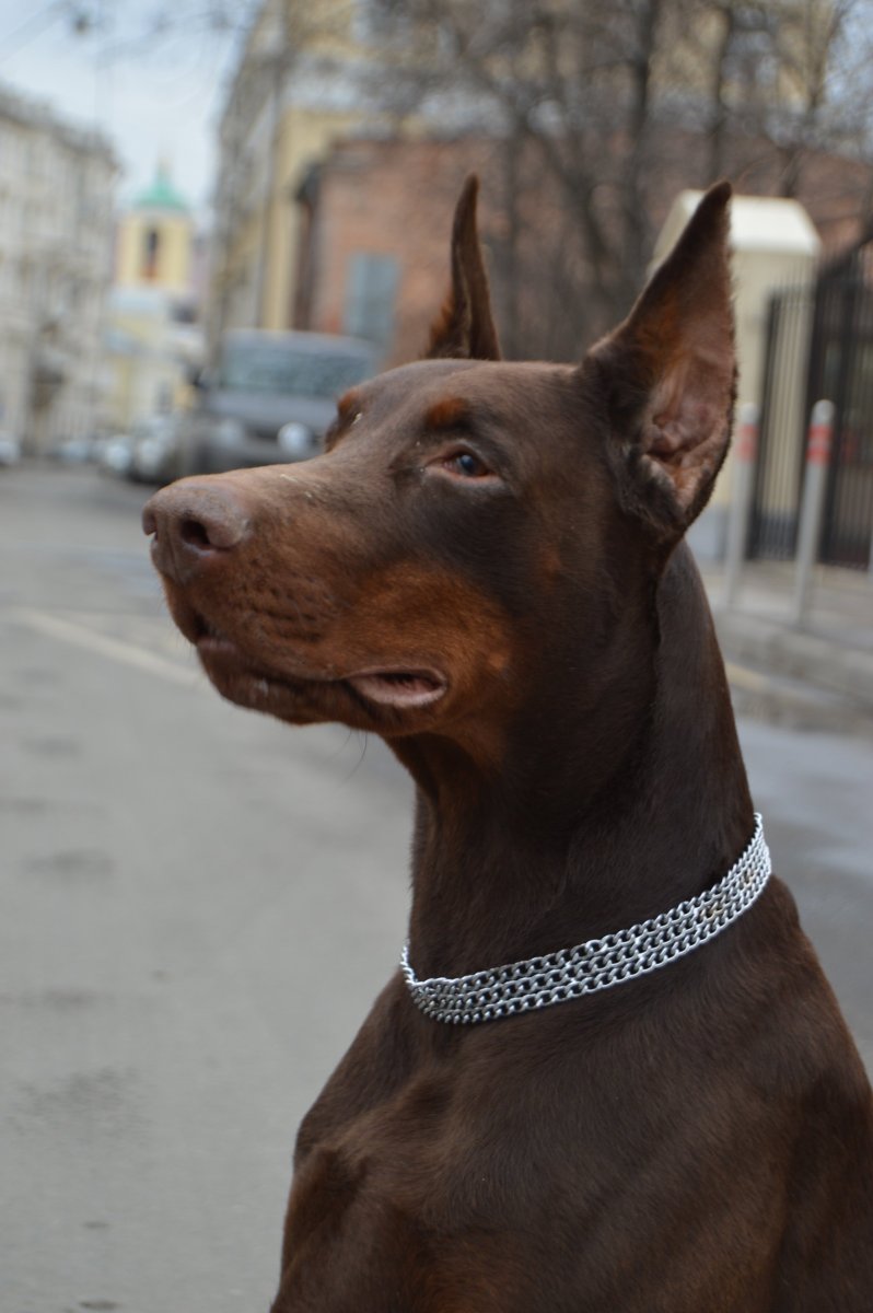 Доберман Владека Рошины