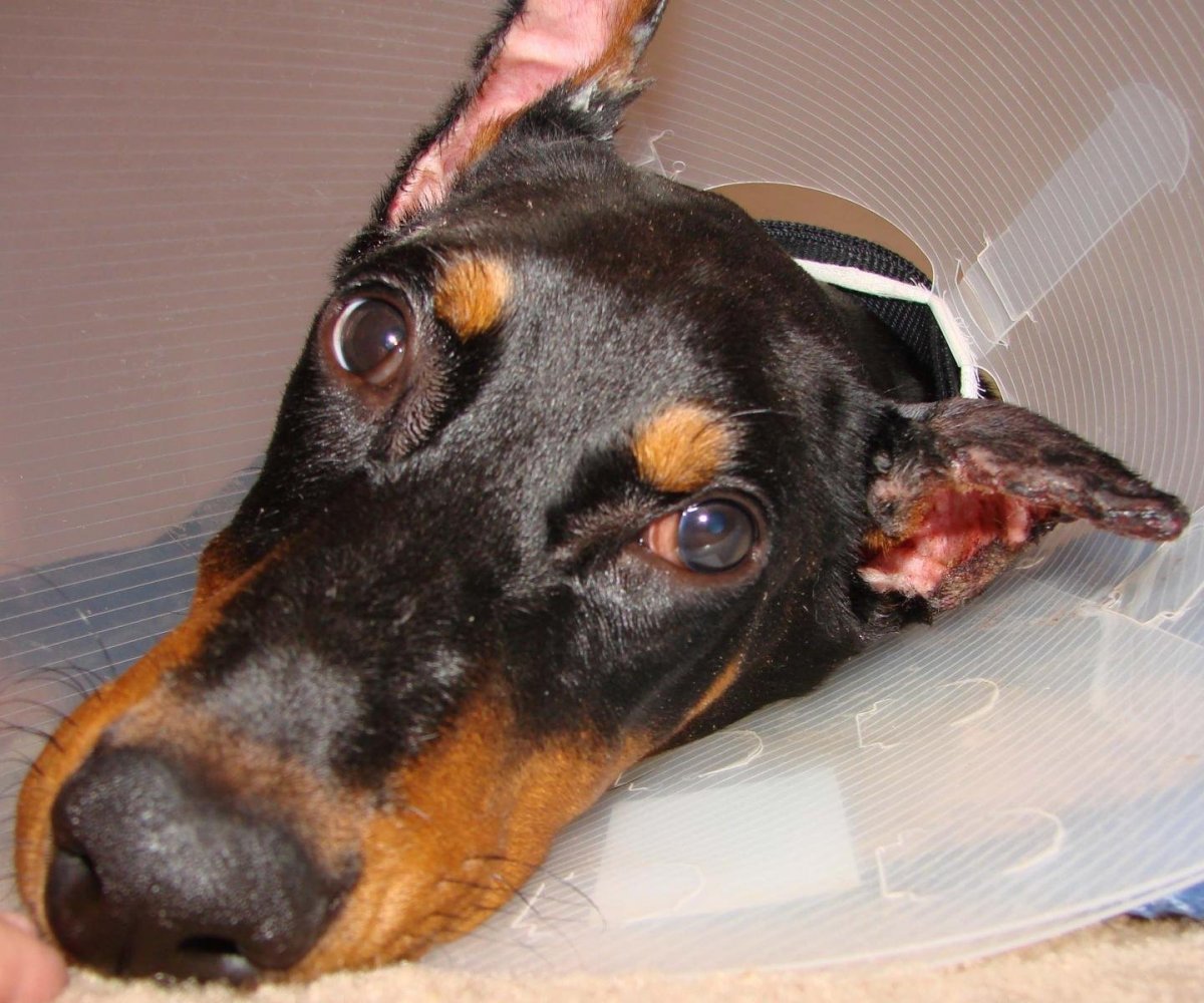 Доберман Владека Рошины