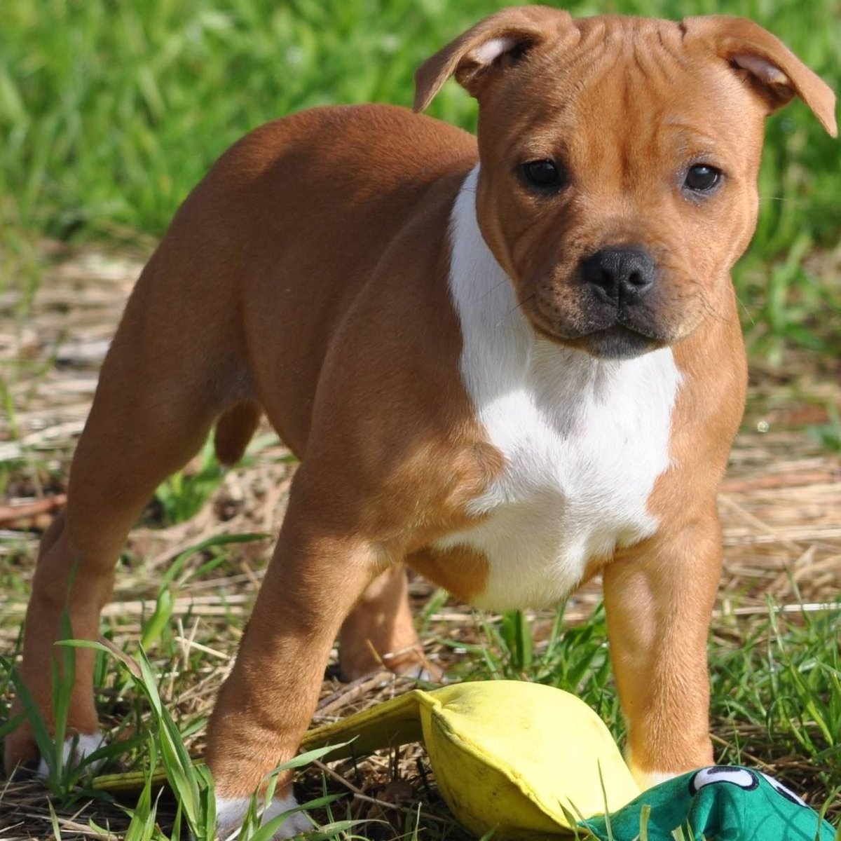 Стаффордширский бультерьер купированный