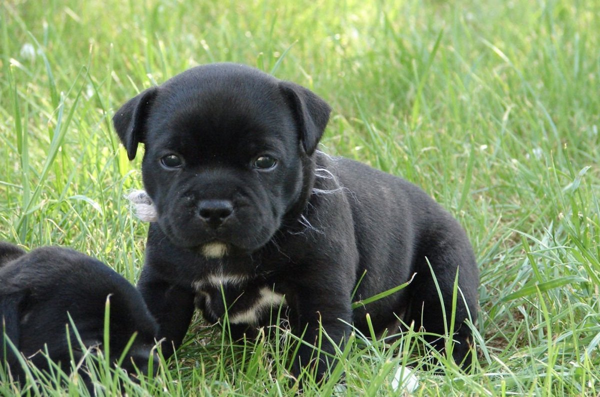 Стаффордширский бультерьер