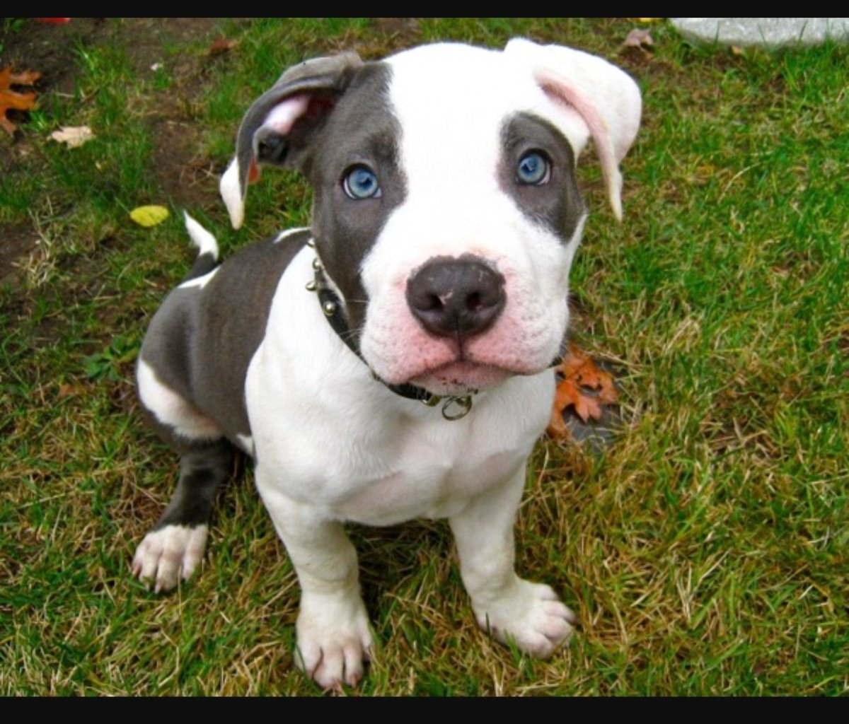 Американский стаффордширский терьер серый