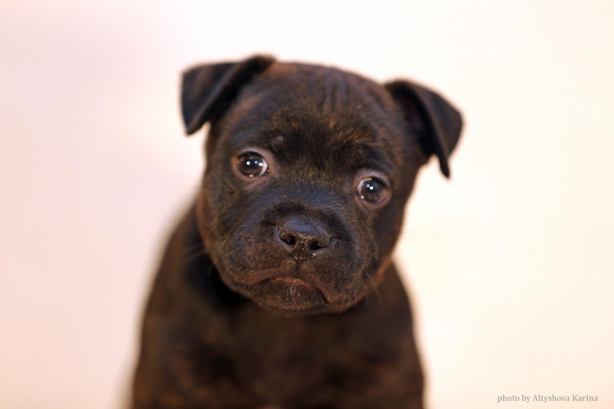 Стаффордширский бультерьер