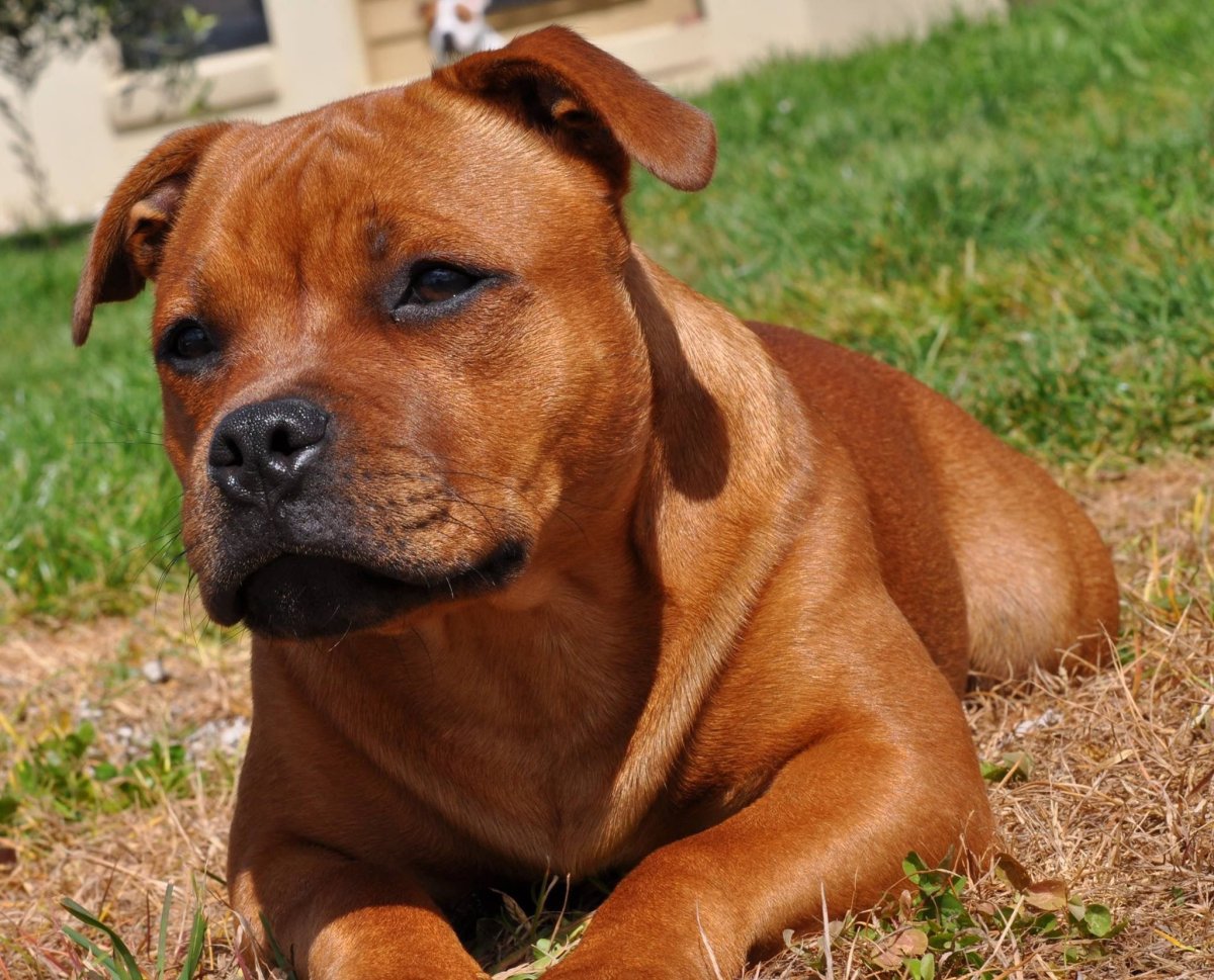 Стаффордширский бультерьер