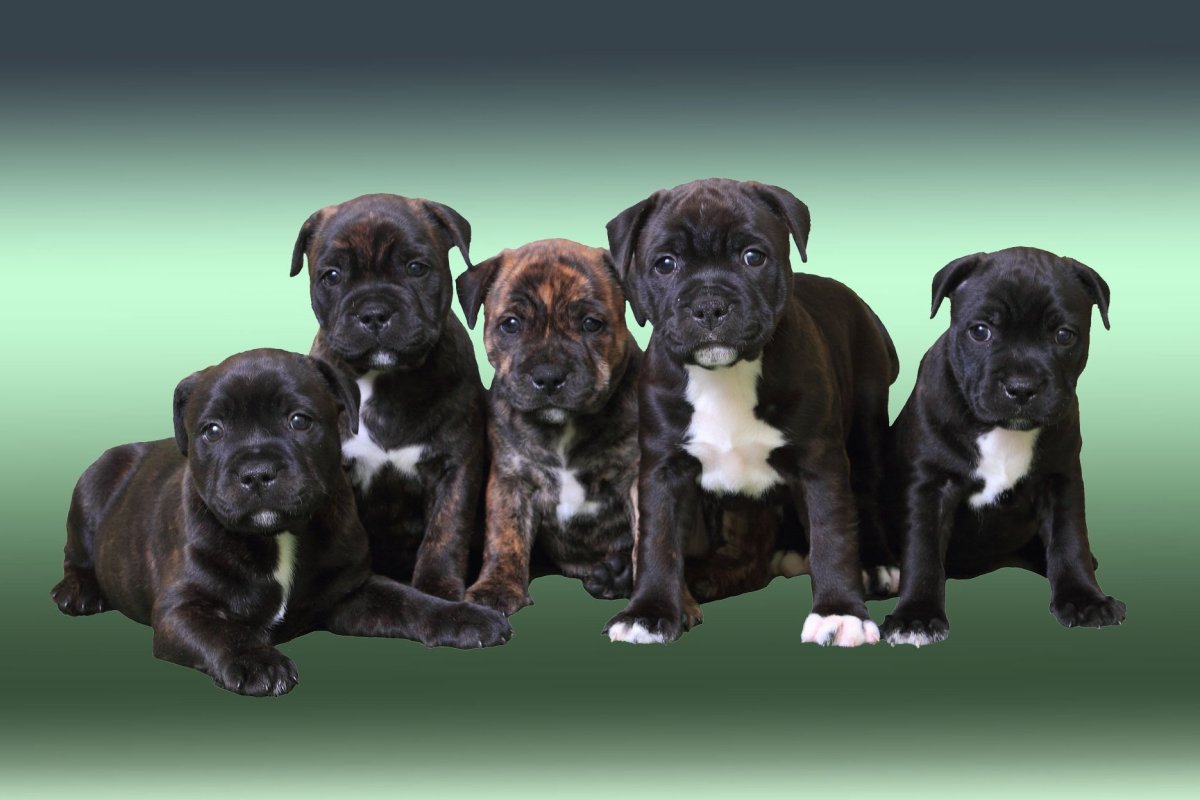 Щенки стаффордширского бультерьера