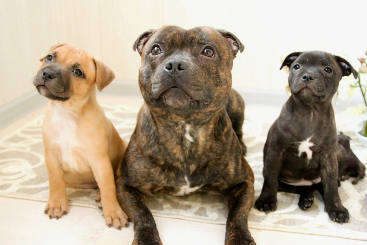 Staffordshire bull Terrier Dog Breed information