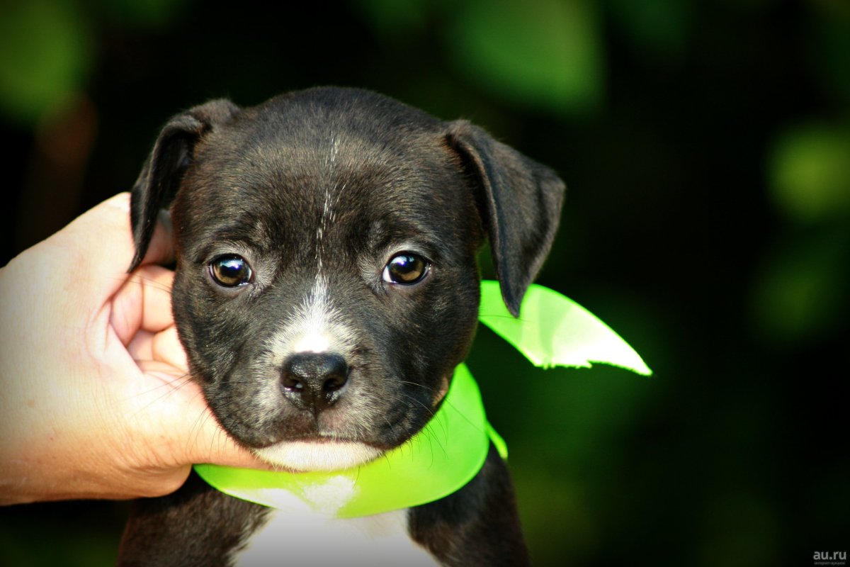 Стаффордширский терьер тигровый