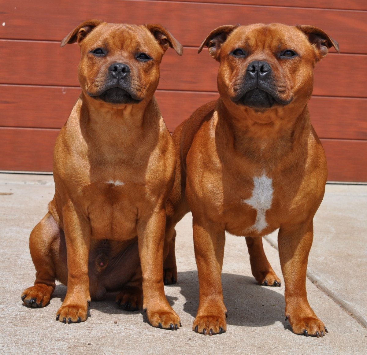 Черный мальчик Стаффи