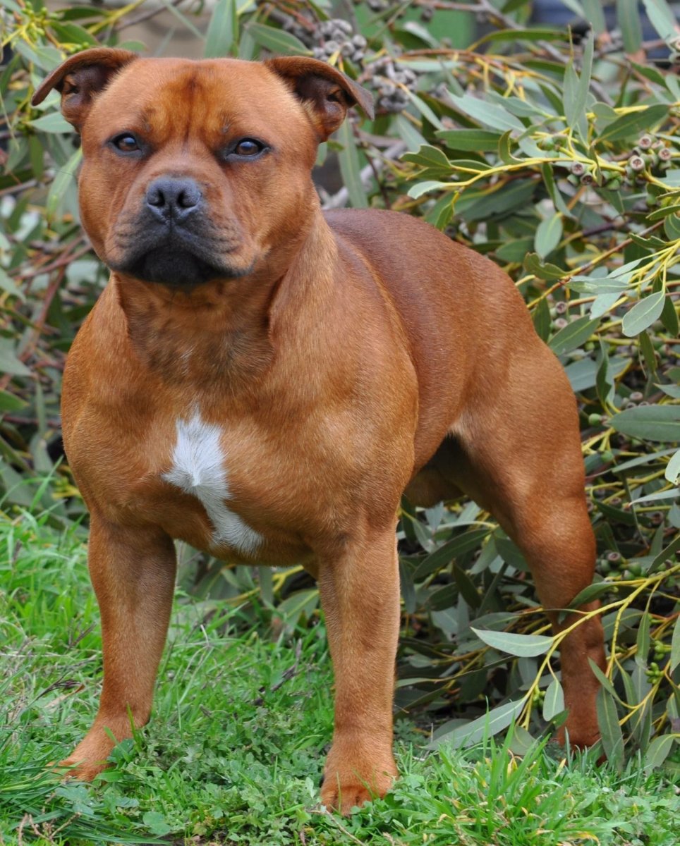 Американский бультерьер