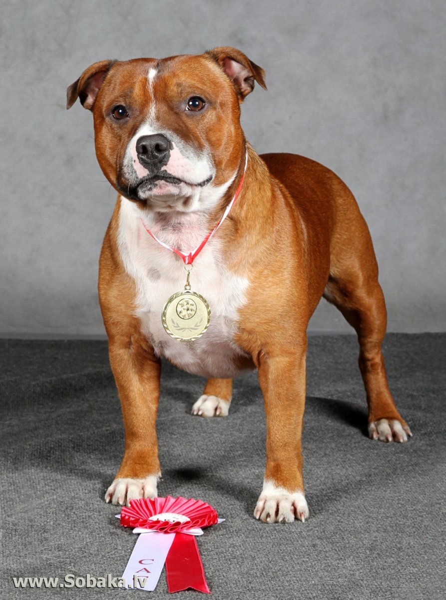 Американский стаффордширский бультерьер