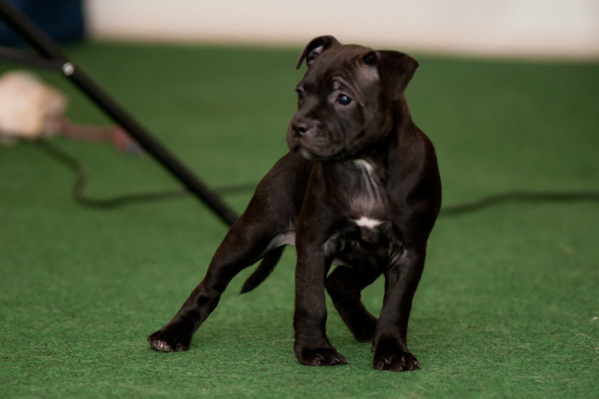Собака Баскервилей порода собаки