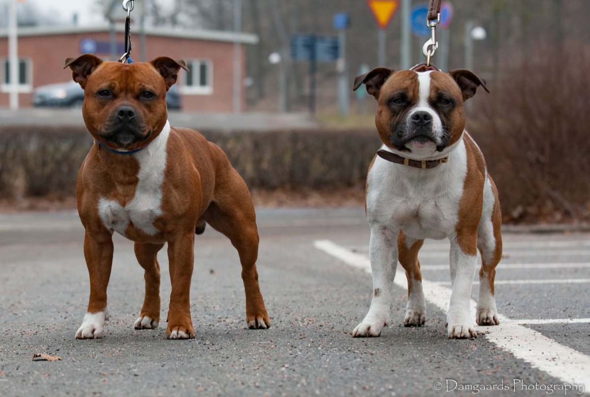 Стаффордширский бультерьер 1940