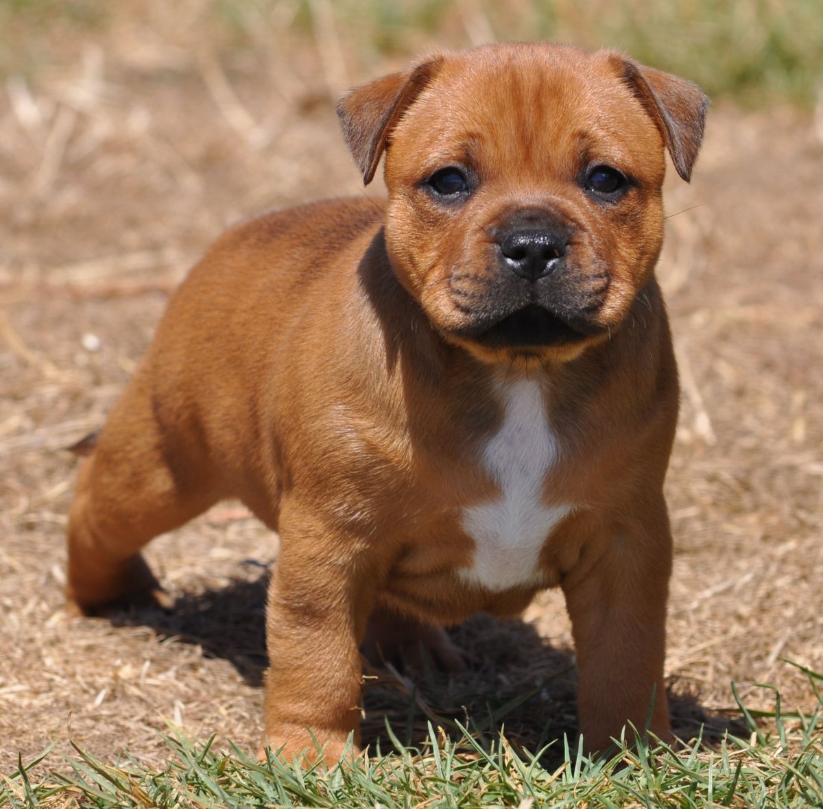 Стаффордширский бультерьер