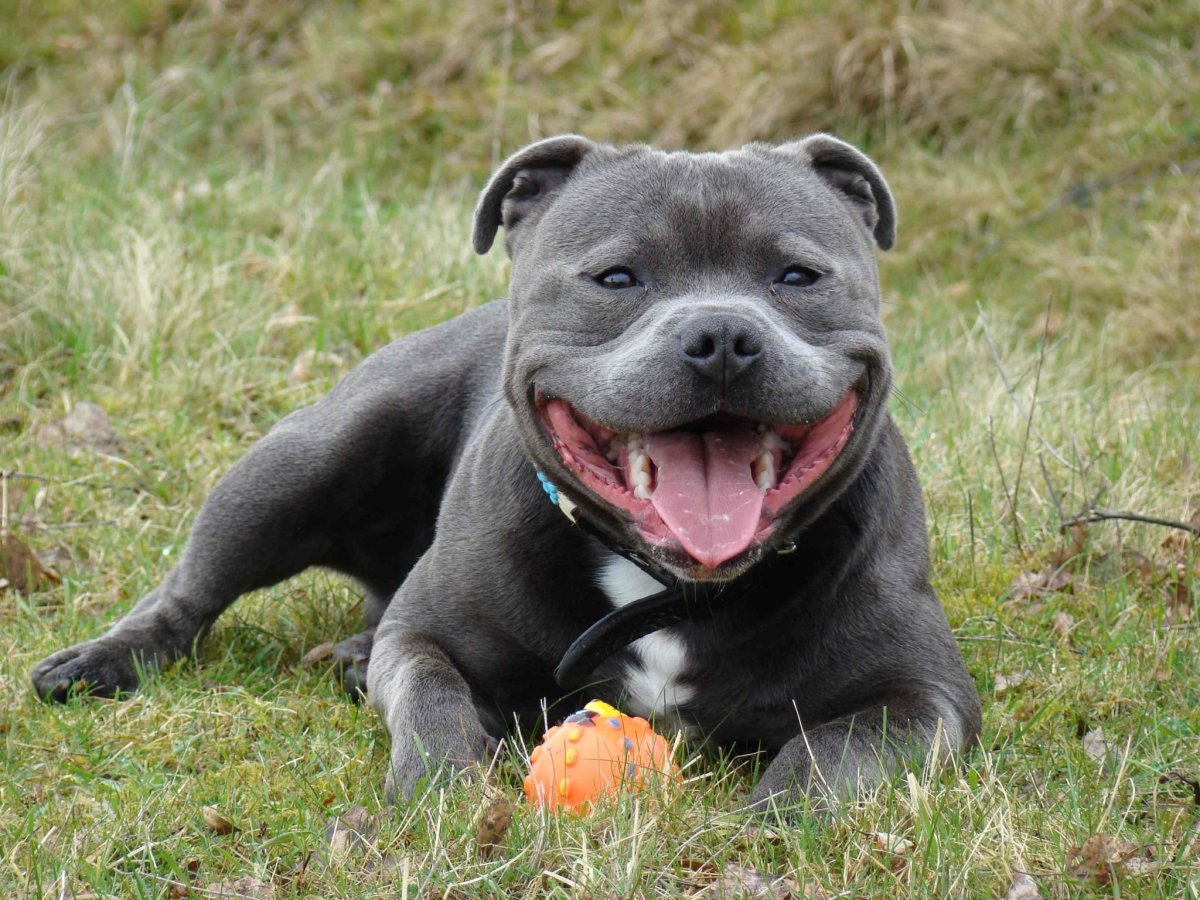 Стаффордширский бультерьер щенки