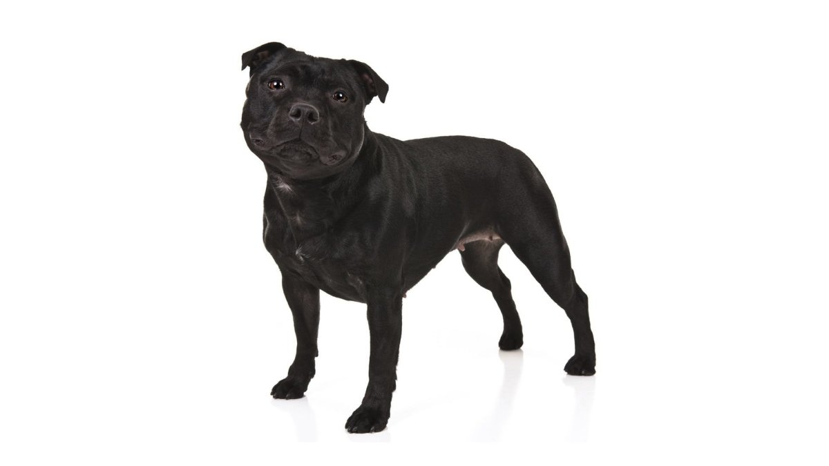 Амстафф бультерьер