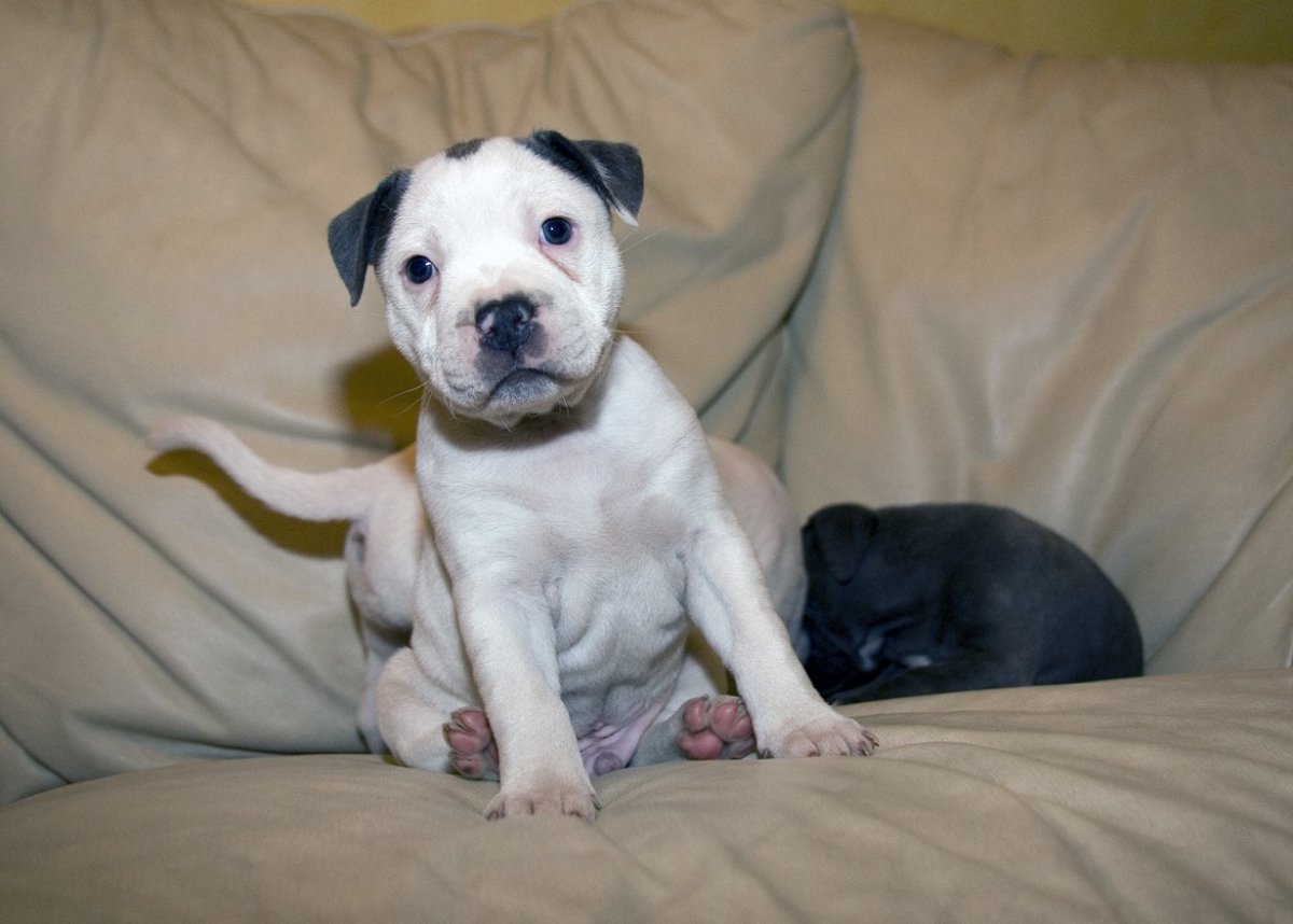 Стаффордширский бультерьер голубой