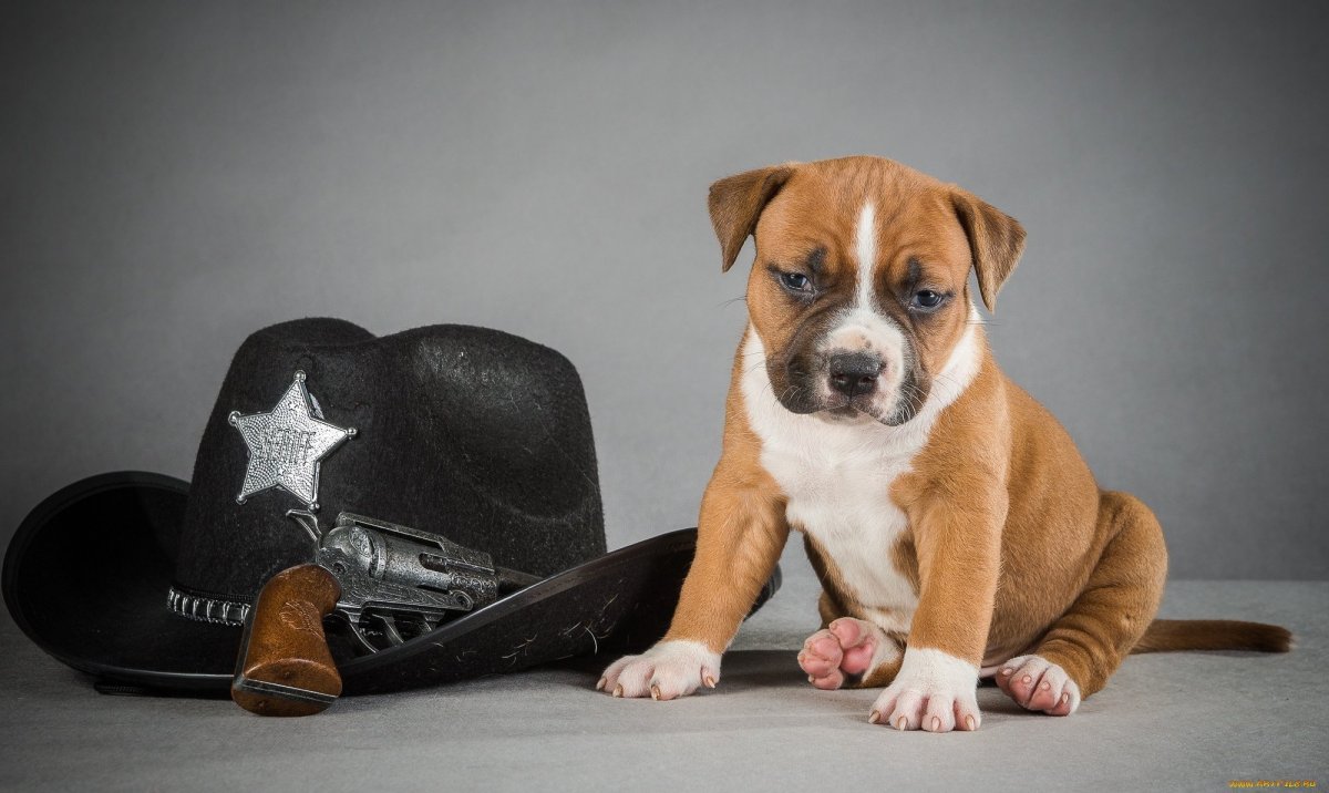 Американский бульдог терьер