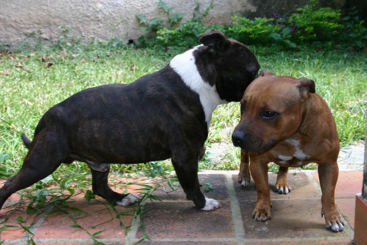 Платные собаки