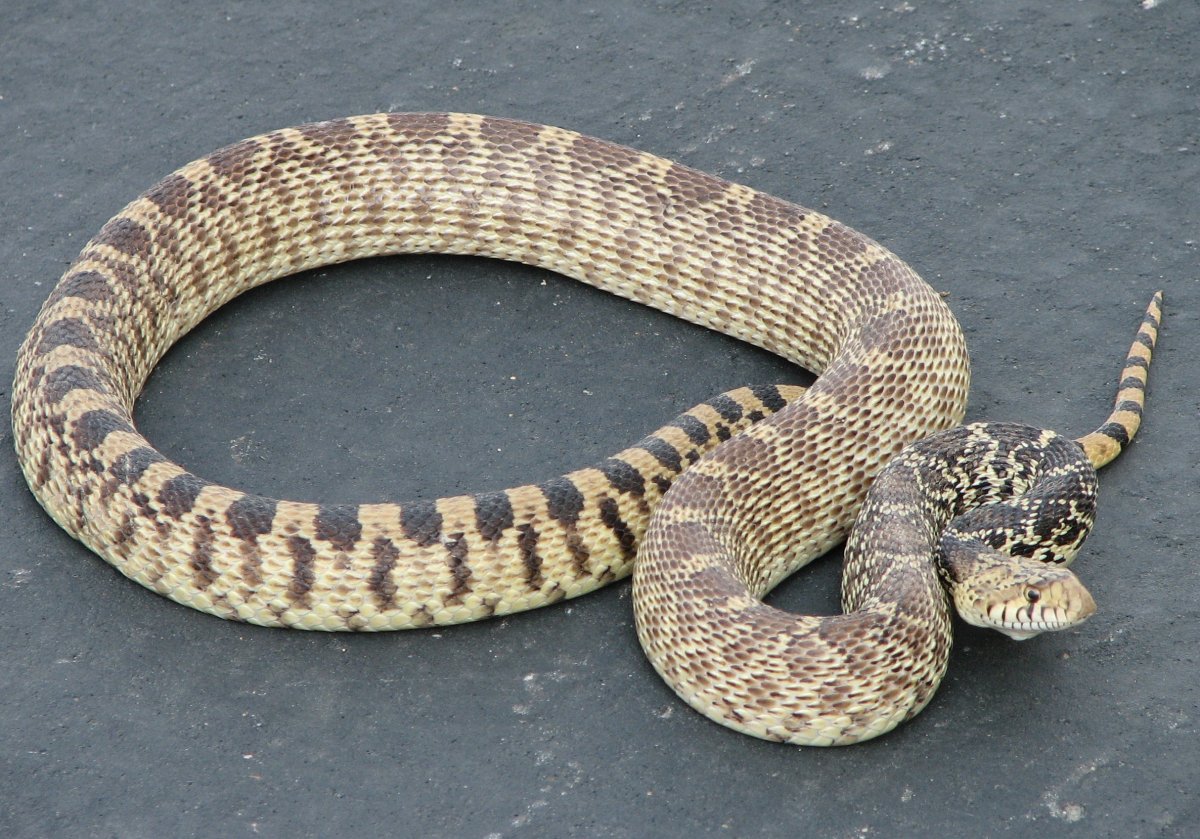 Gopher Snake