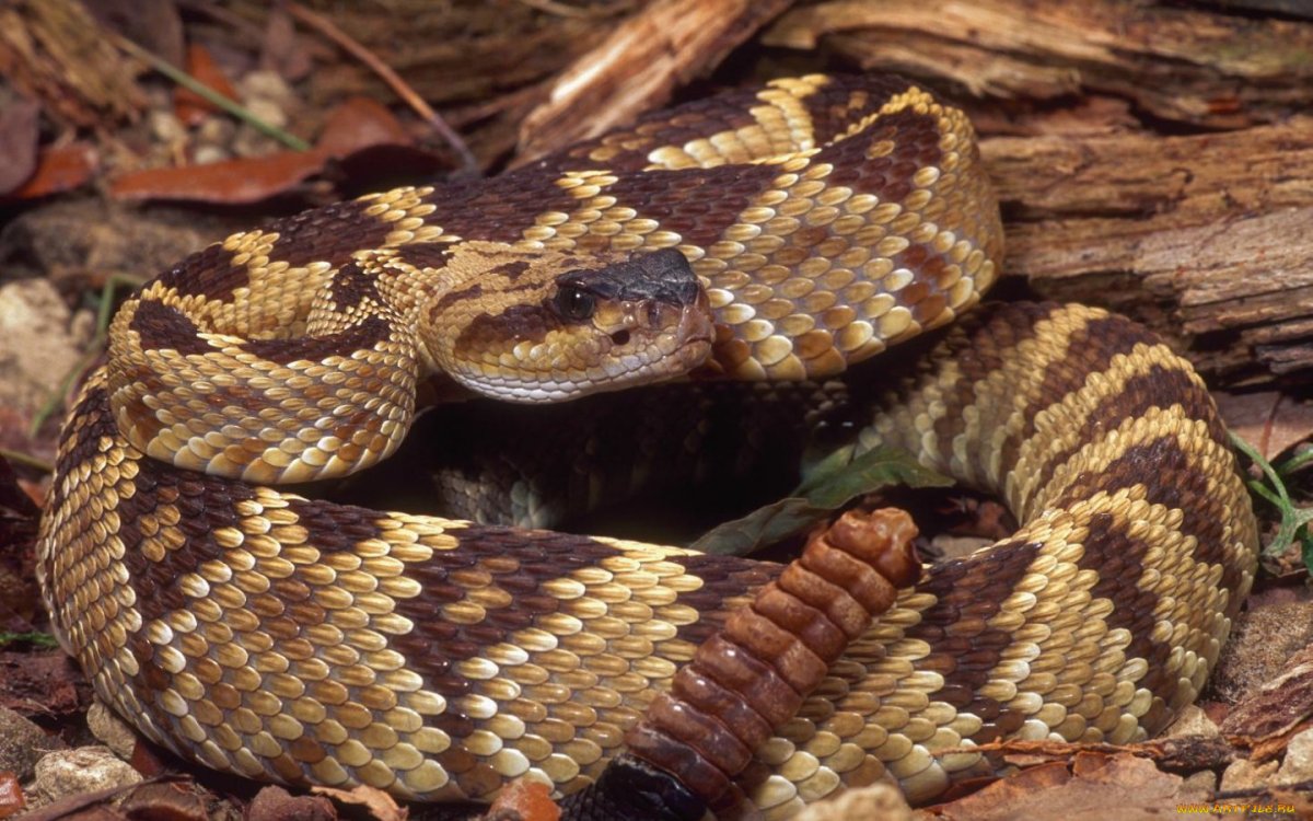 Королевская Кобра гамадриад