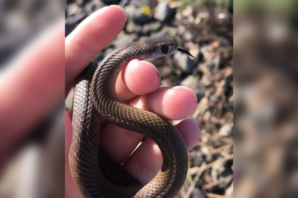 Неядовитые змеи