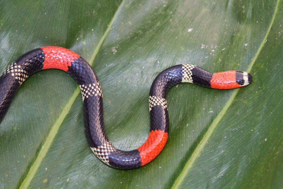 Малайский Крайт (Bungarus candidus)