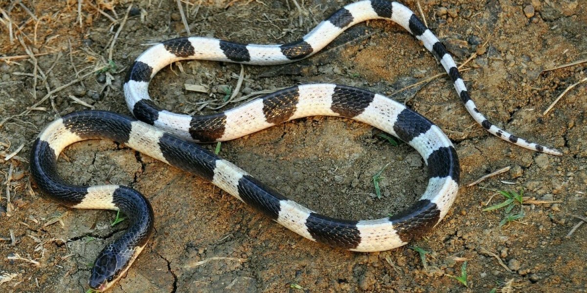 Водяной уж (Natrix tessellata)