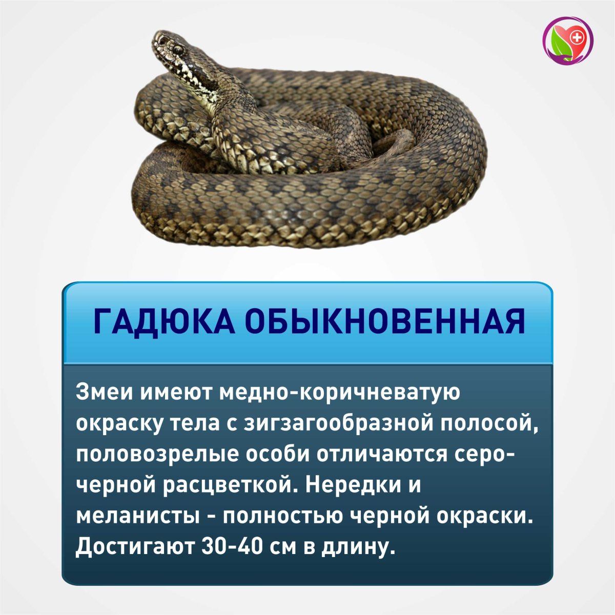 АТЕРИС Веро