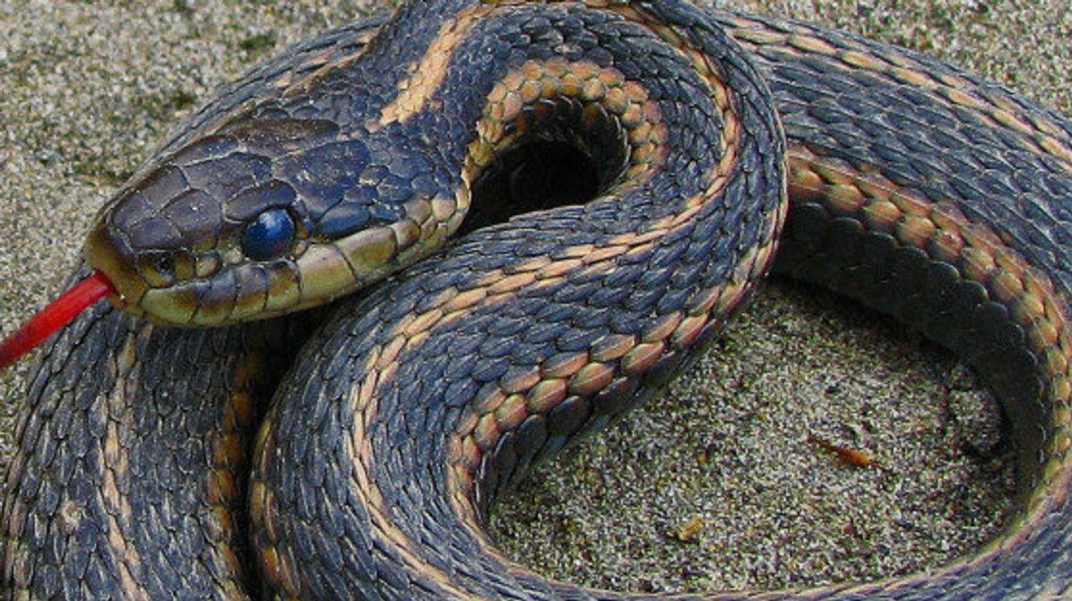 Змеи Эквадора