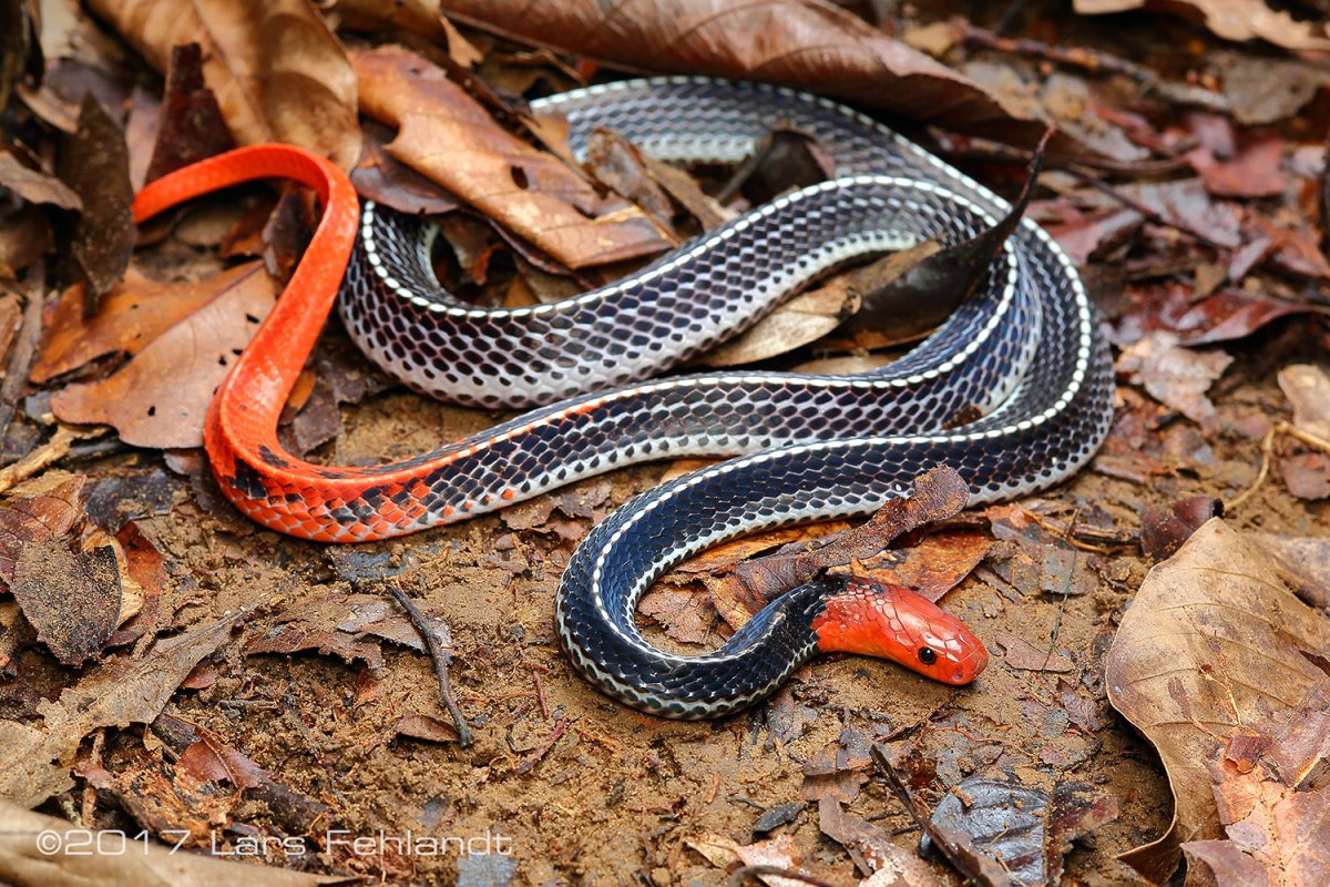 Красноголовый Крайт