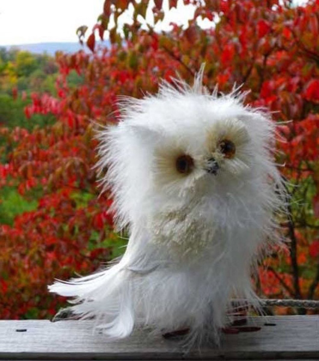 Чудо в перьях