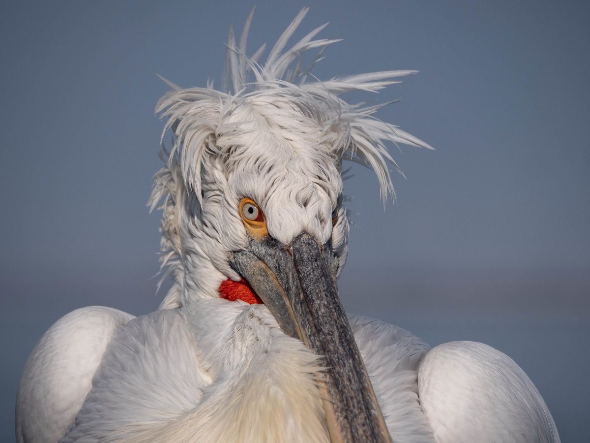 Кудрявый Пеликан птица